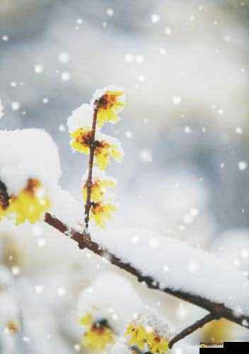 古镜寻梅：腊梅秘境位置全探索