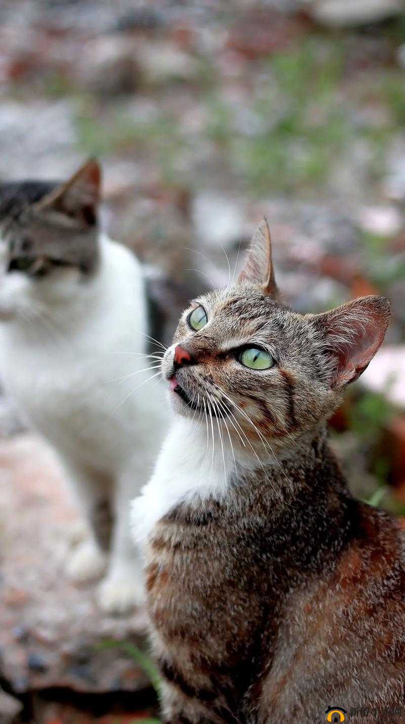 观察猫猫饿了时达成通关需注意的要点事项