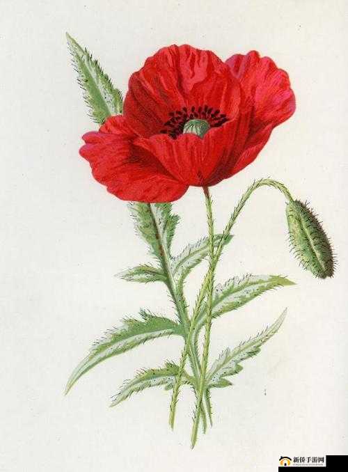 《剑影遮天之罗摩密宗秘录》