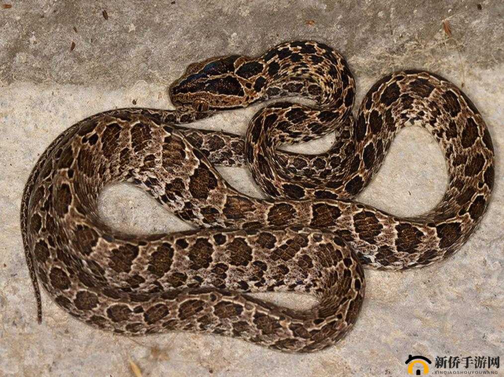 萌宠进阶：解析3星金鳞蛇与金钱豹的数值强化之道