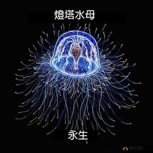 关于厄加特符文的奥秘，你是否真的了解？快来一探究竟