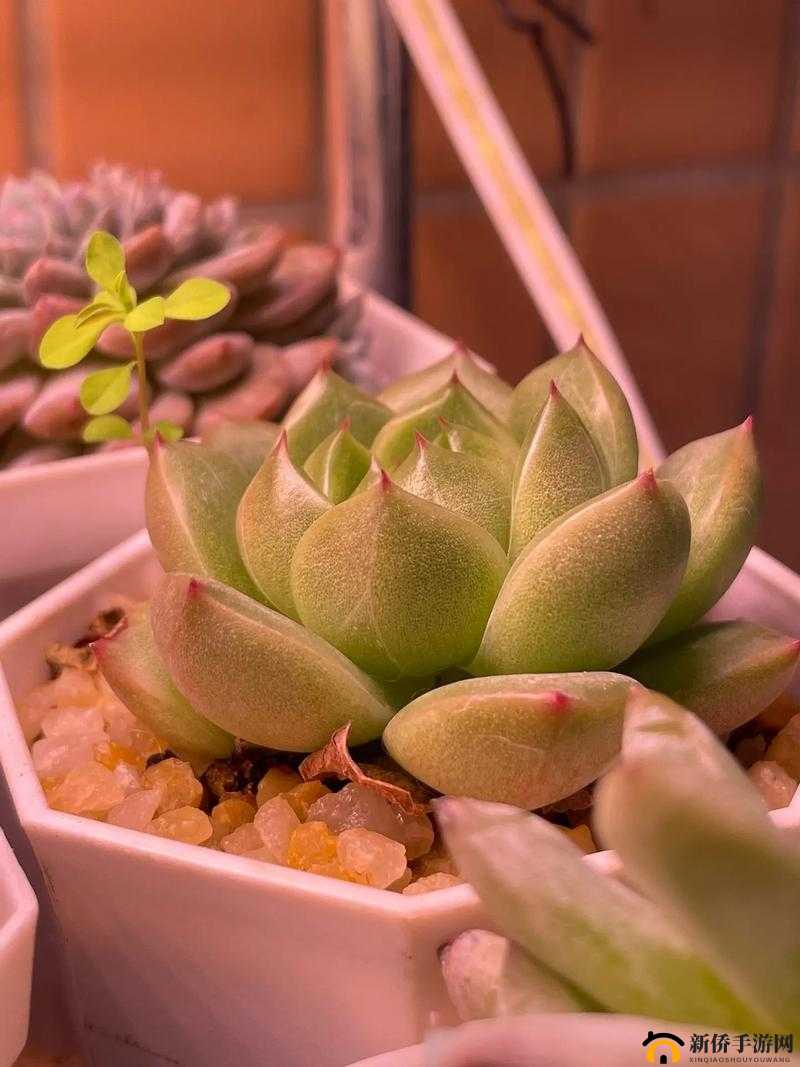 花剑霜寒：五冰魄秘境探幽指南