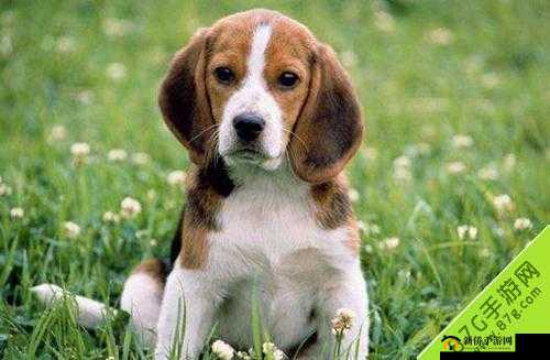 阴阳师：犬神信物图片汇总，精美犬神信物图片大赏