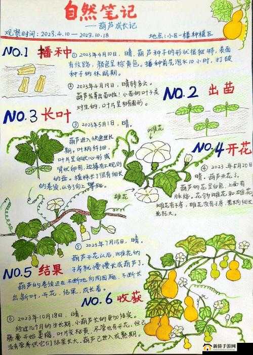 一夹一摇和鲫鱼吸水一样吗：探索性技巧的奥秘