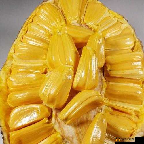 菠萝菠萝蜜视频免费看 5：带你领略热带水果的魅力