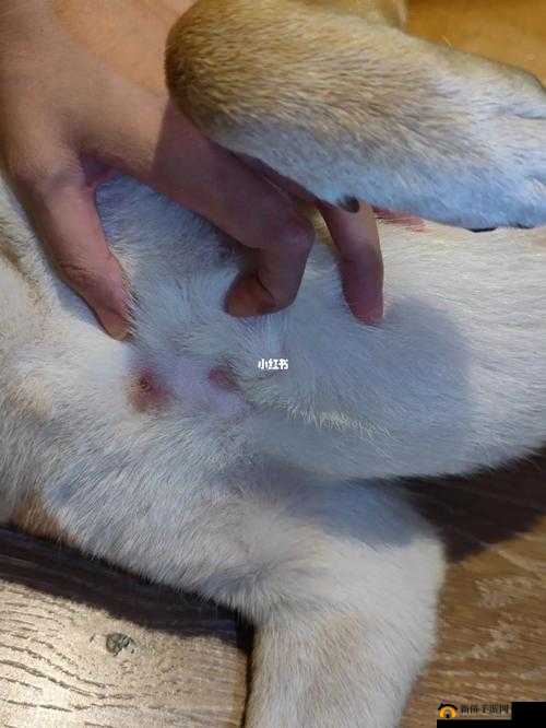 狗狗的东西又硬又烫怎么办：求助