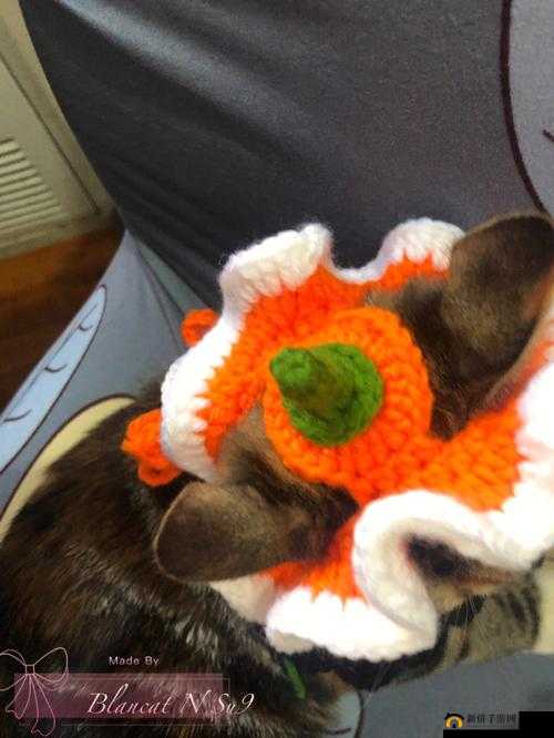 关于戴上南瓜帽子能否直视末影人为中心这一说法是否存在错误的新颖