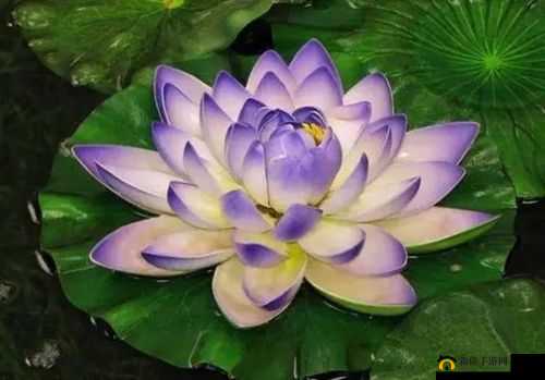 女子半夜莲花开怎么办什么意思之探究