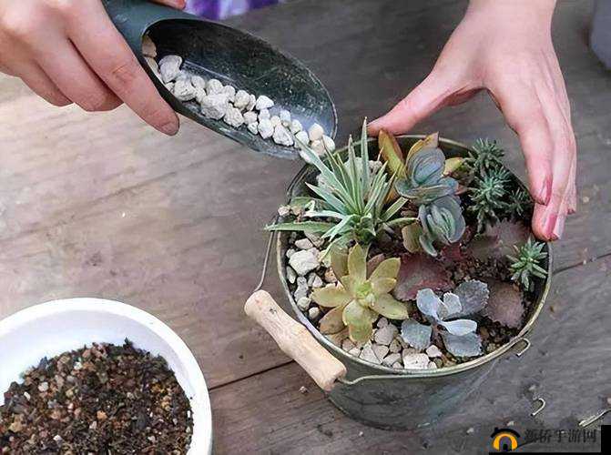 皇家共享小公主多肉怎么养多肉秘籍：实用指南