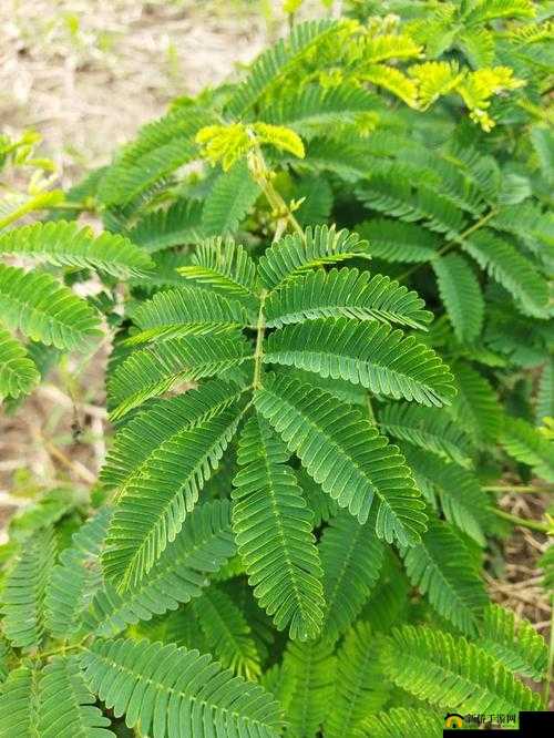 含羞草四叶草三叶草：植物世界的独特存在