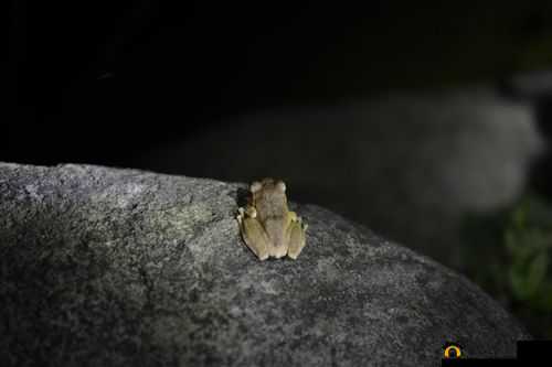 无人区编码 6229Jm 央视蚱蜢：神秘现象背后的探索