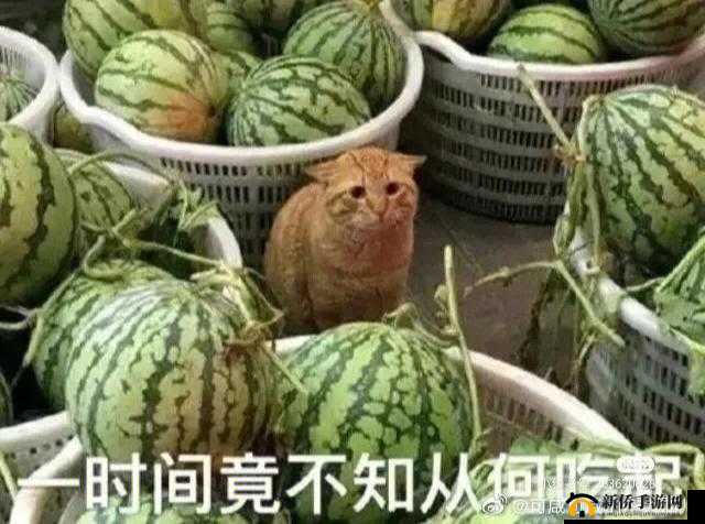 今日吃瓜-51 朝阳群众往期：那些事儿