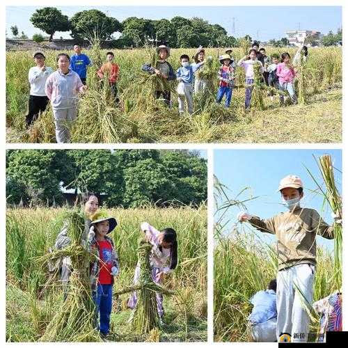 外国情侣传统插秧方法及技巧
