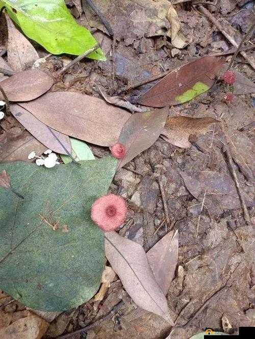 x7x7x7 任意噪 108 蘑菇：神秘的存在