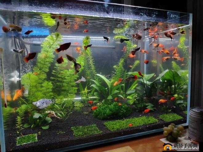 缺氧环境下：掌握高效养鱼策略，打造生态平衡水族箱