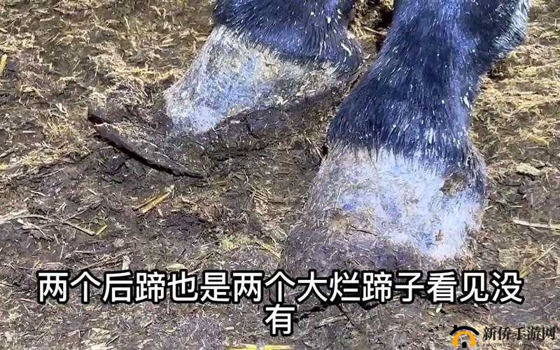 棒槌傻大长着驴一样的东西：这是什么情况