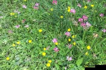 野花社区www中文新搜索：探索全新发现之旅