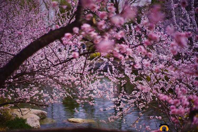 桃花洞口：溪水潺潺，生机盎然