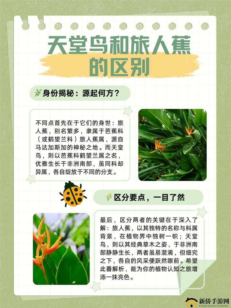 旅人蕉与天堂鸟区别视频讲解