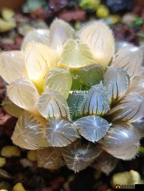 玉露春潮：涌动的生机与希望