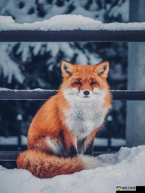 沉迷 1v2 一只小狐狸：萌宠的奇妙世界