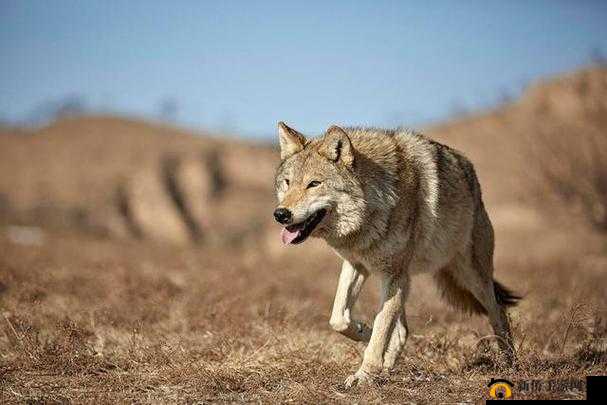 老狼在无人区的表现：绝境求生