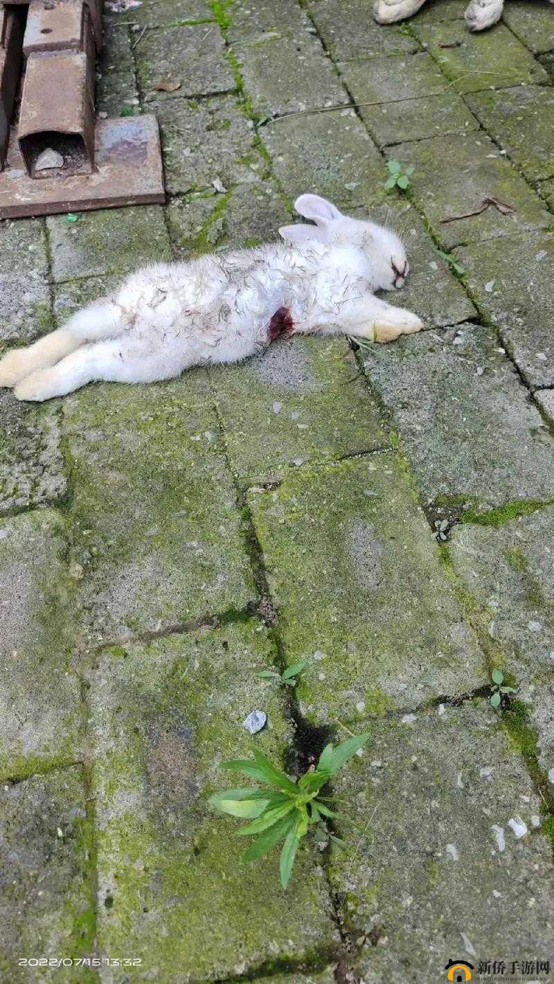 小白兔子被咬得通红惨状令人揪心