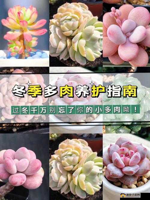 皇家共享小公主多肉养护方法：精心呵护助其茁壮成长