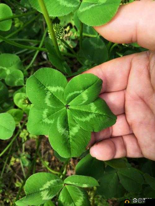 gw4411 三叶草的独特研究发现