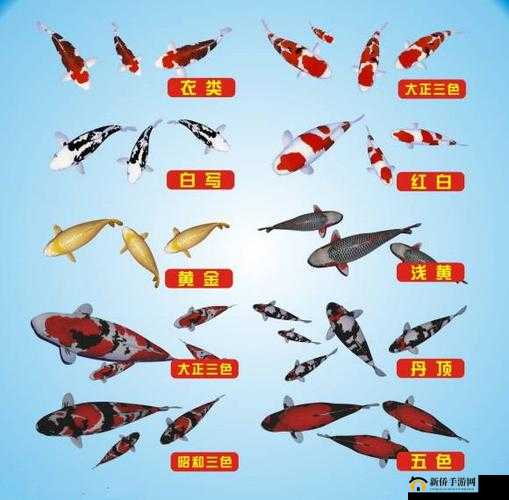 一夹一摇与鲫鱼吸水有何相似之处