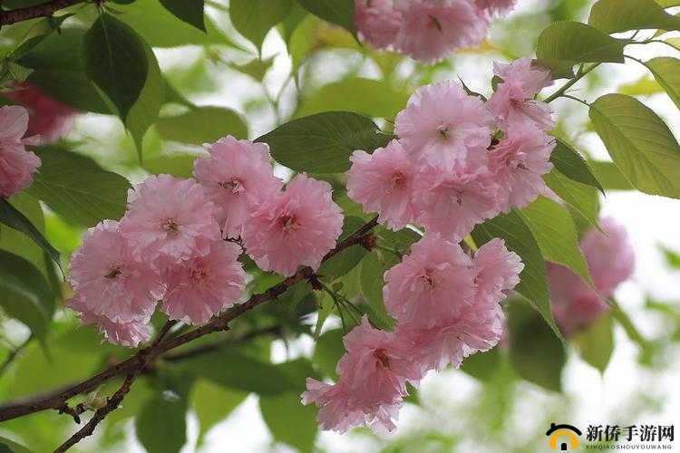 樱花 16q808a：花见之美