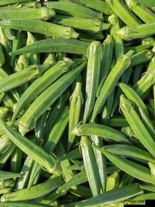 秋葵适合未满十八岁的人吃吗：女生饮食需谨慎