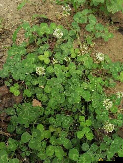 三叶草gy4419：独特的魅力存在