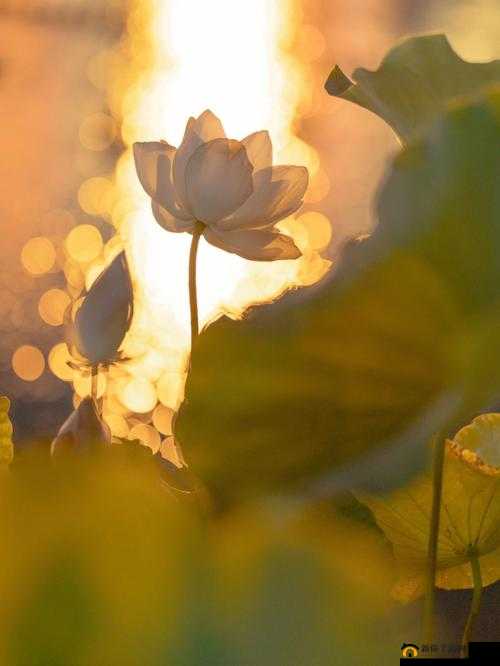 女性半夜莲花开放是否会自愈