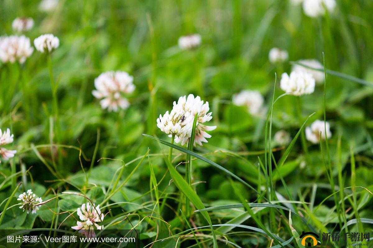 三叶草的春天：美好春天里的三叶草
