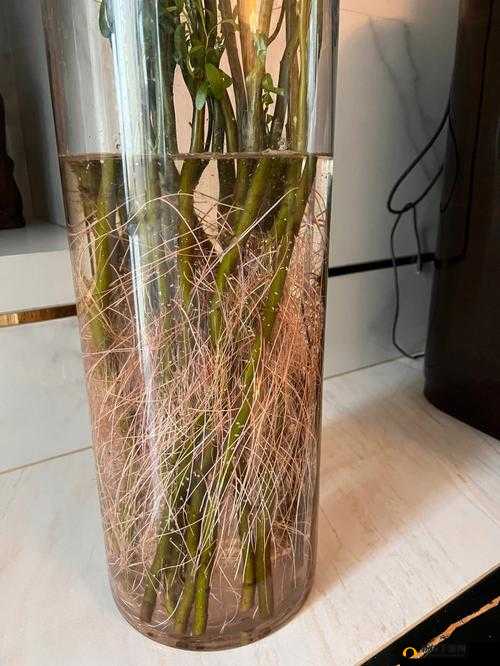 口袋植物中枯木的获取途径及合成方法详细分享