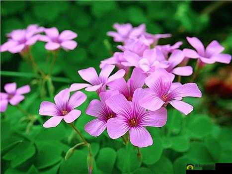 三叶草 gw9355：独特魅力的植物品种