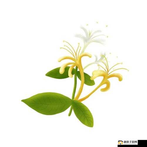 父承子液金银花：独特的植物奥秘