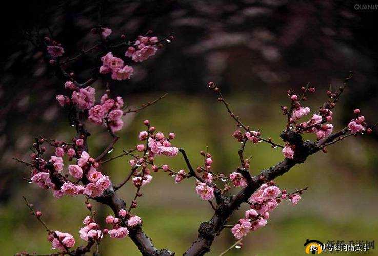 玉如萼原文免费读：开启精彩文学之旅