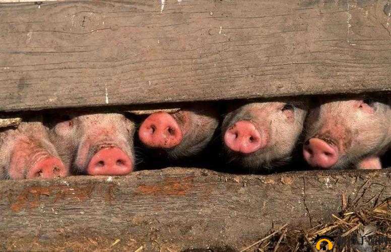 美国人与畜禽 CROPROATION：揭秘美国农业背后的秘密