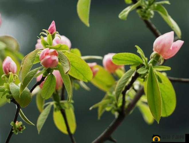 含苞欲放的桃花那是春天的嘴唇吧：对春天的浪漫描绘