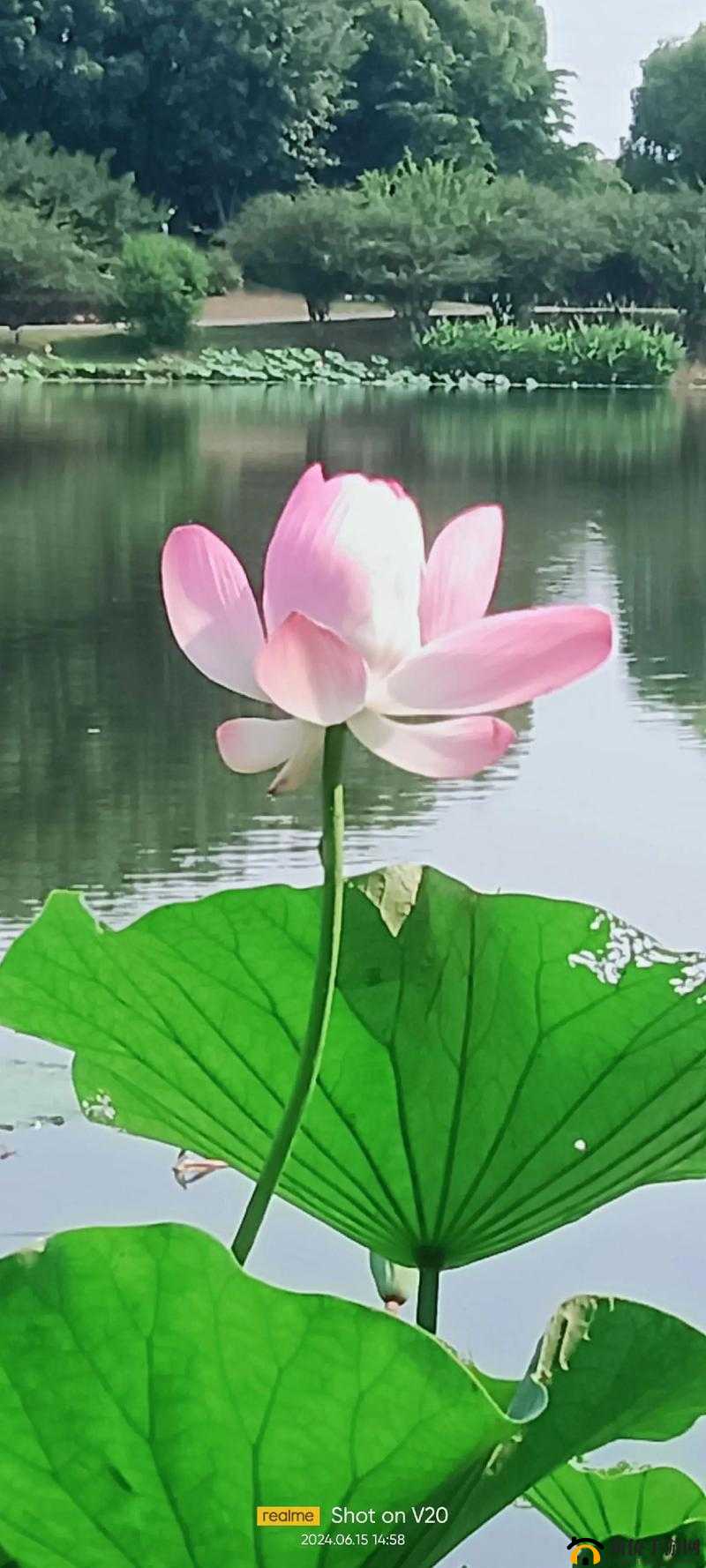 亭亭玉立的荷花国色天香：水中仙子