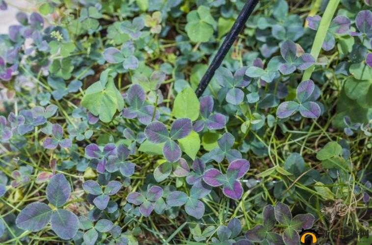 gy6793 三叶草：踏上幸福之旅