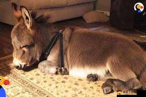 小毛驴影视在线观看：畅享精彩影视资源