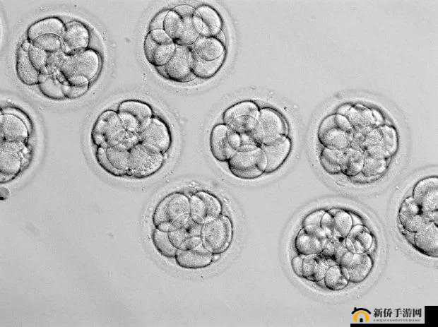 一级碎片和二级碎片的区别：深度解析