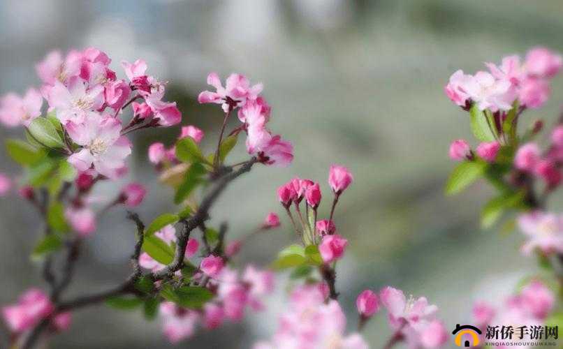 被怪物缠绕的美人不会取名字海棠：困境与挣扎