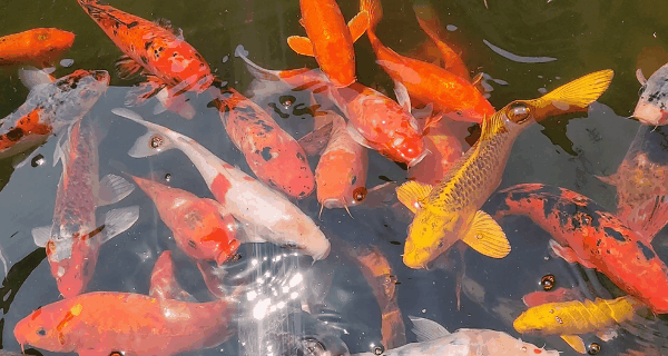 BOBO 浏览器无国界免费浏览，畅享全球资讯