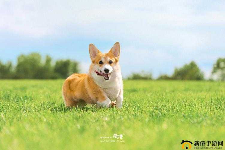 狗狗Bunny 的快乐时光