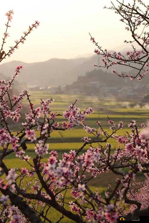 国色天香桃花朵朵开：芬芳满园春景如画