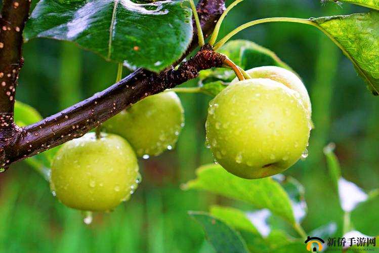 江湖悠悠果树全攻略：打造枝繁叶茂的果园秘籍